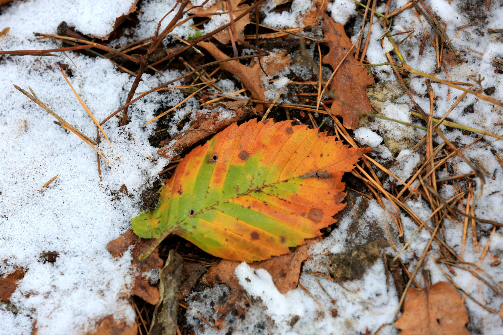 autumn leaf on frozen